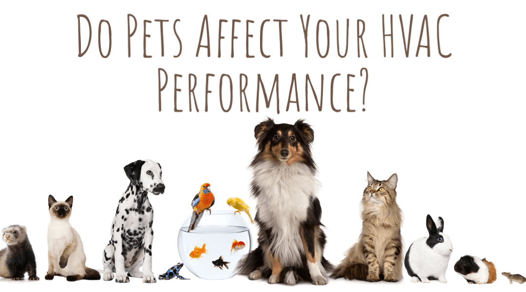 Do Pets Affect Your HVAC Performance? 